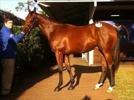 Inglis Easter Yearling Sale 2011 Lot 277 Casino Prince x Helsinge colt Black Caviar's brother and highest price yearling